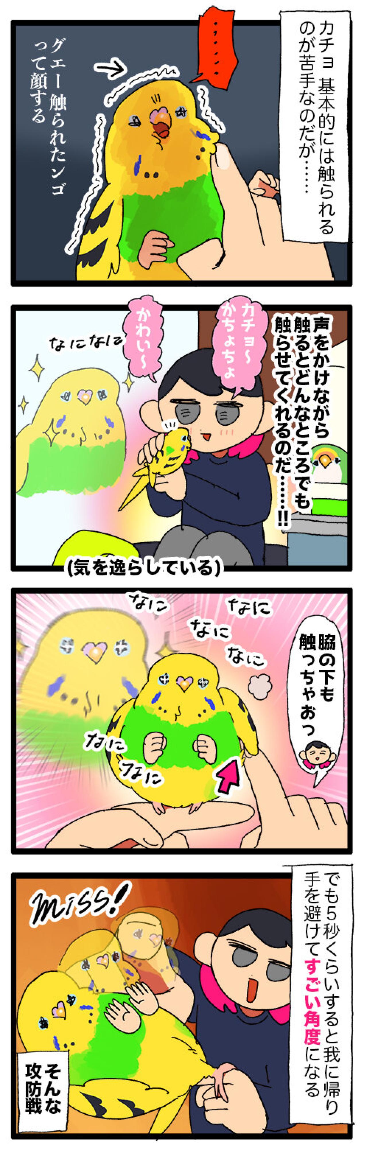 おもちゃ喪失と顔面フルパワー！セキセイインコの感情大暴走【鳥マンガ #146】（画像5）