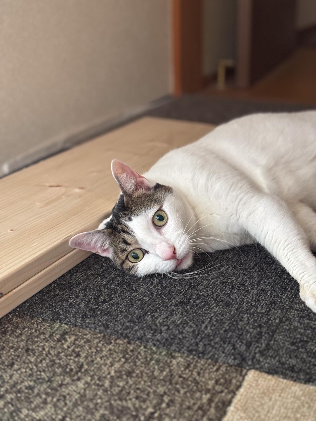 【マンガ・老猫日誌＃53】すべての始まりになった老猫に感謝する日〜19歳の元保護猫・桃姐（画像7）