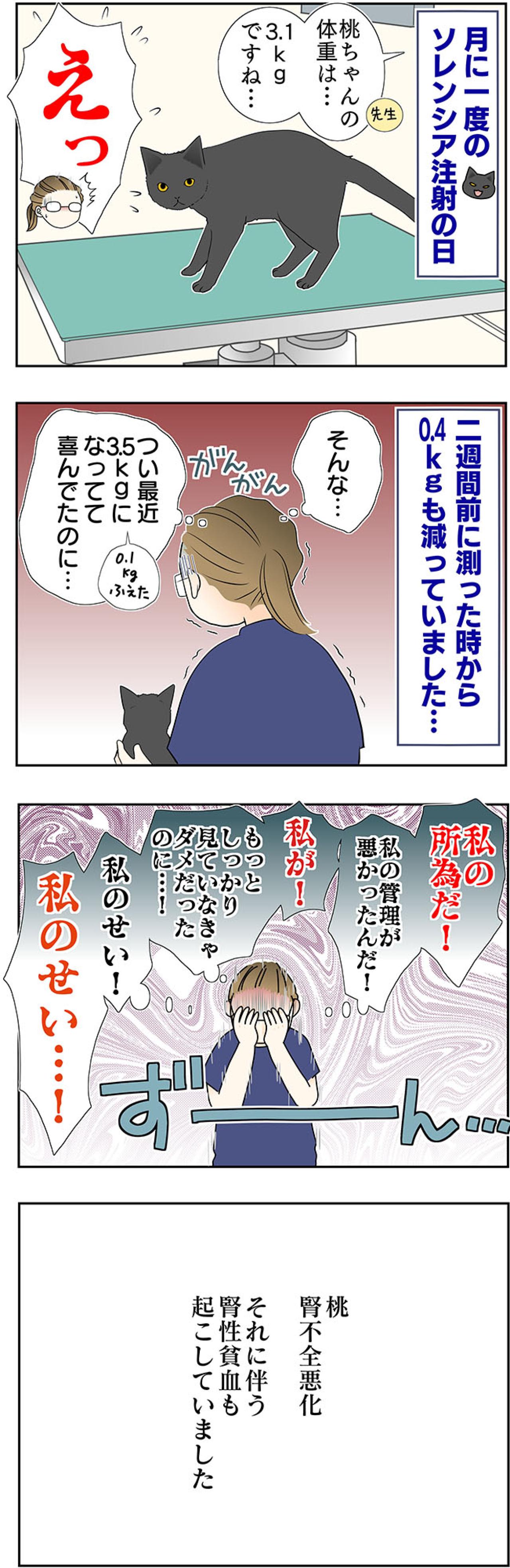 【マンガ・老猫日誌＃48】あなたが『ここ』にいるから頑張れる〜19歳の元保護猫・桃姐（画像2）