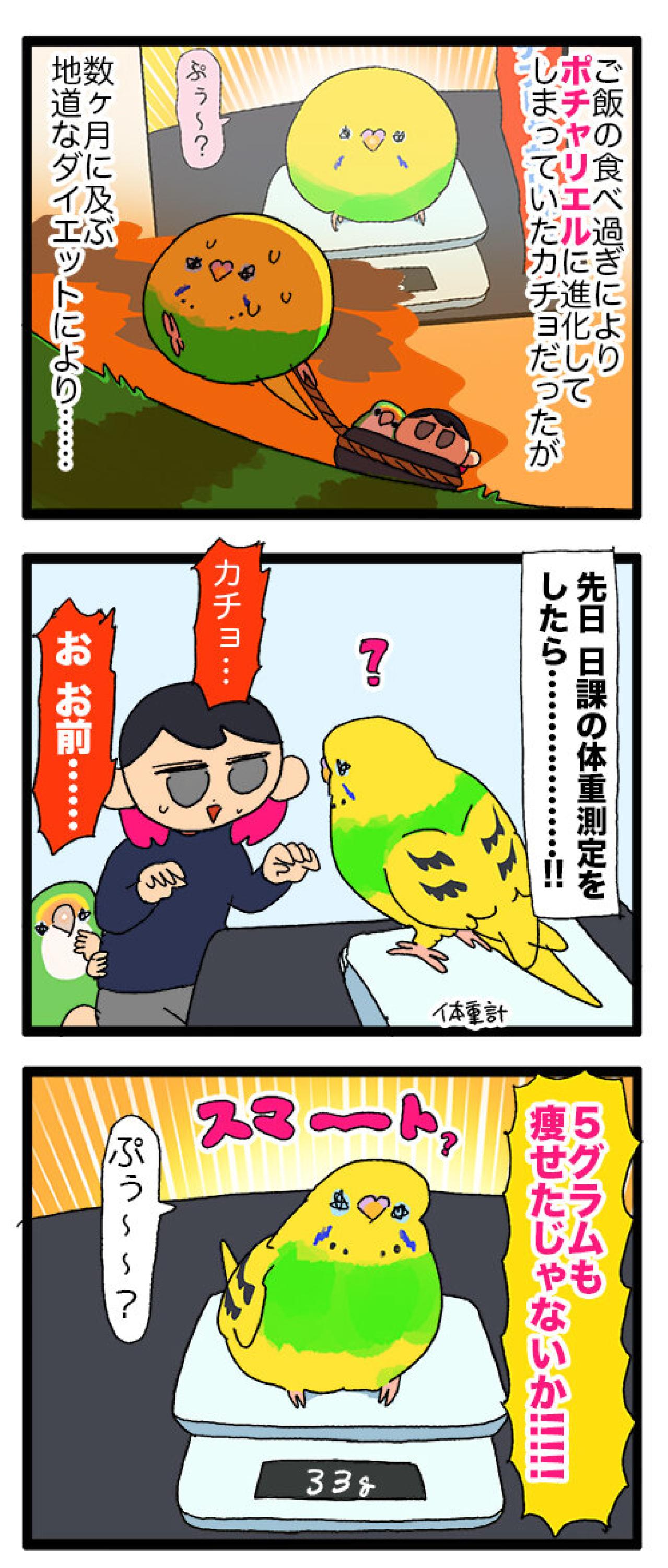 セキセイインコのカチョ、目覚める！体格も瞳も大変身の2話【鳥マンガ #144】（画像3）