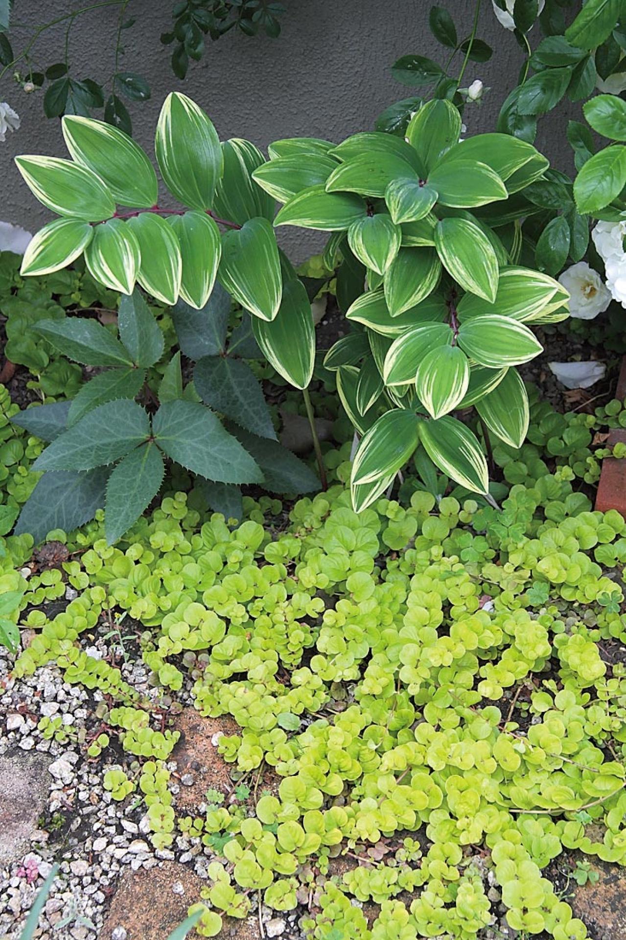 初心者OK！空いている極小すきまもおしゃれなガーデンに変える実例5選（画像2）