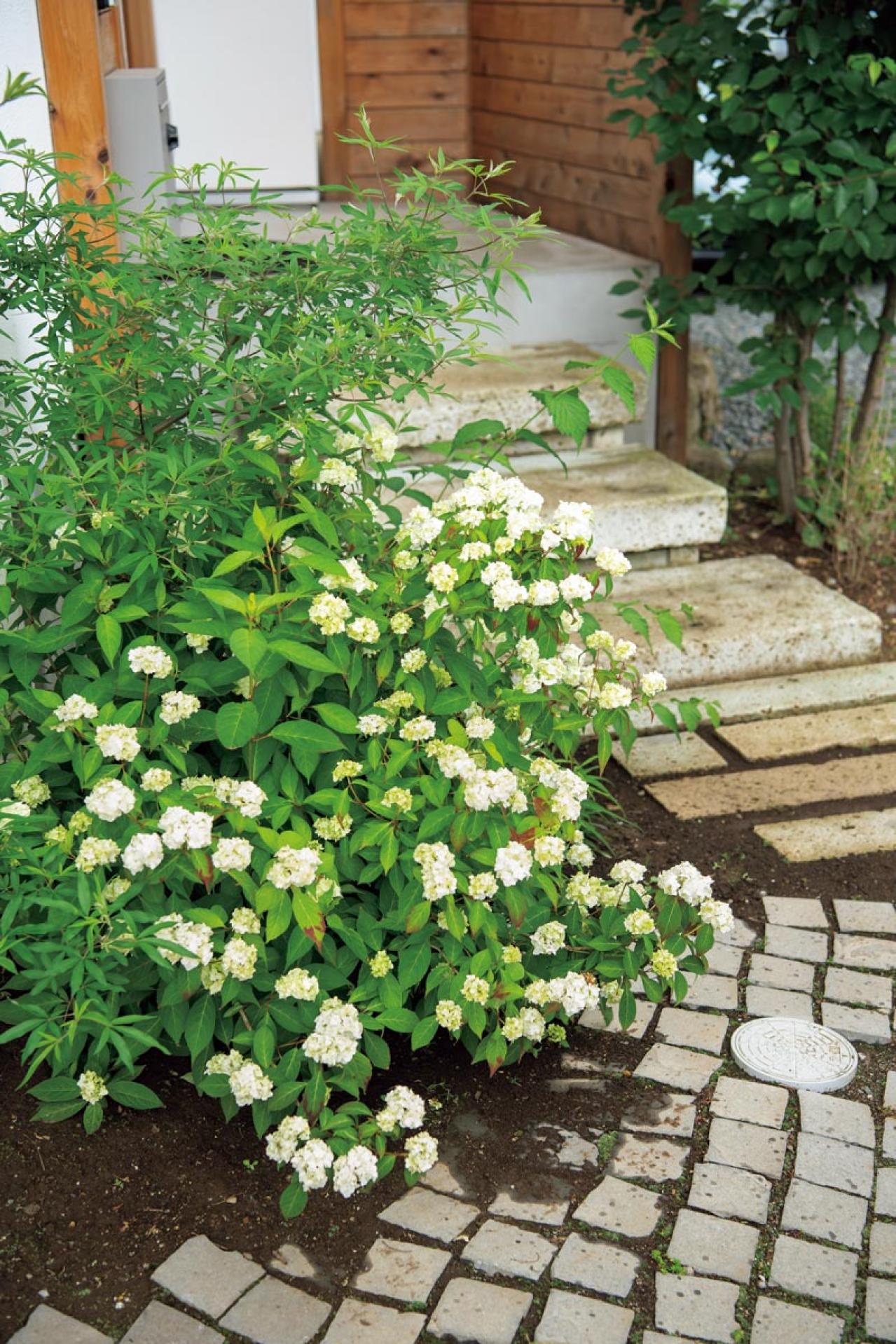 玄関周りの狭い空間を美しく！初心者向け「すきまガーデニング」実用アイデア5選（画像6）