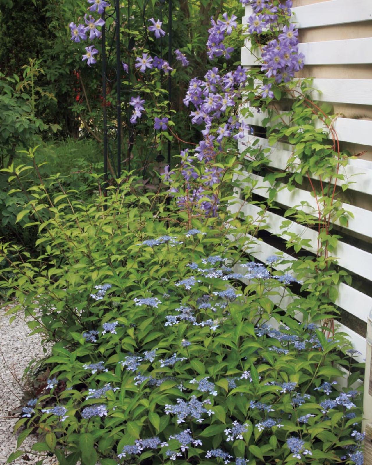 狭さをカバーするガーデニングアイデア「色使い」と「空間利用」の実践5例（画像4）