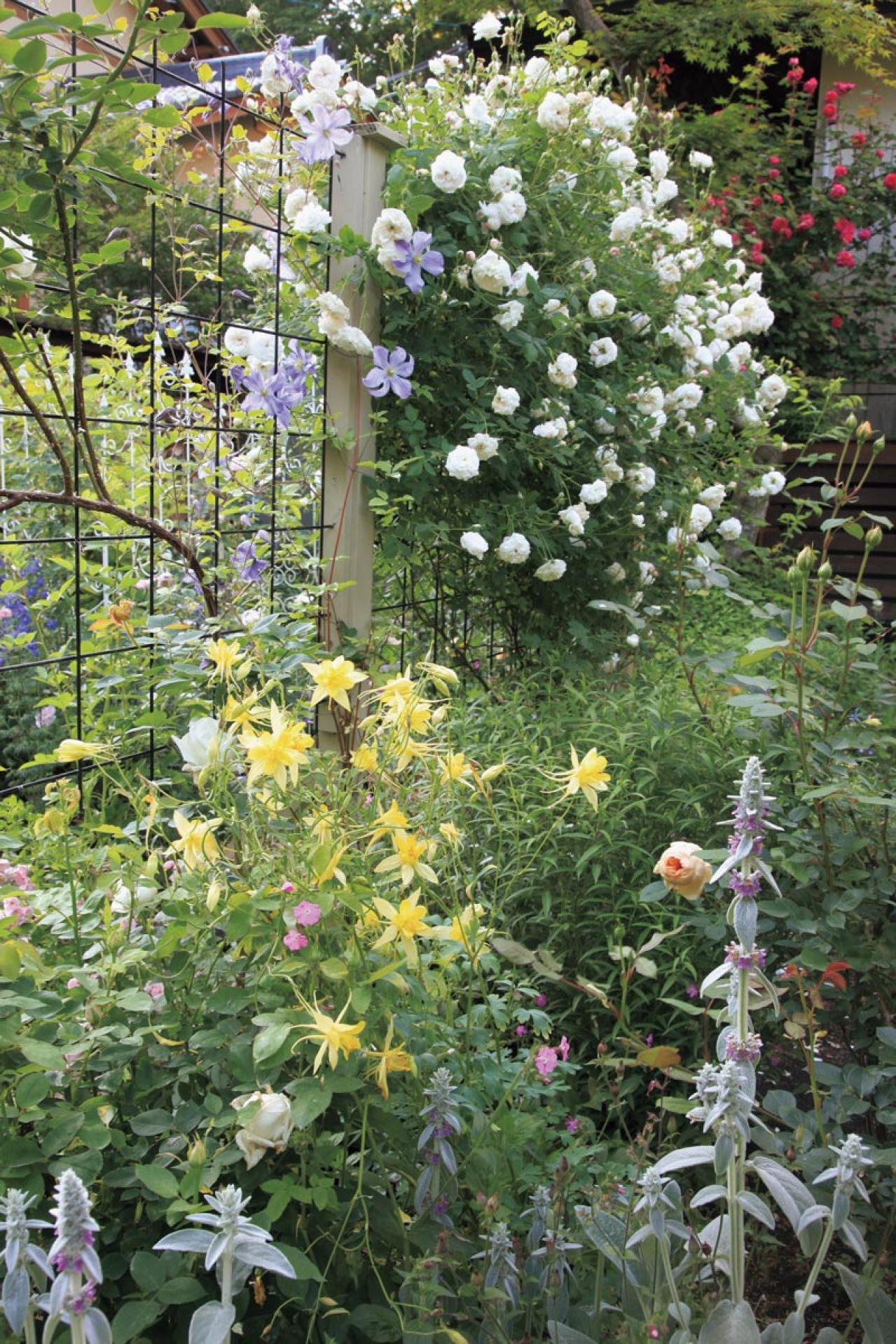 限られた場所を花と緑で彩る！フェンスを活用した「すきまガーデニング」実例6選（画像5）