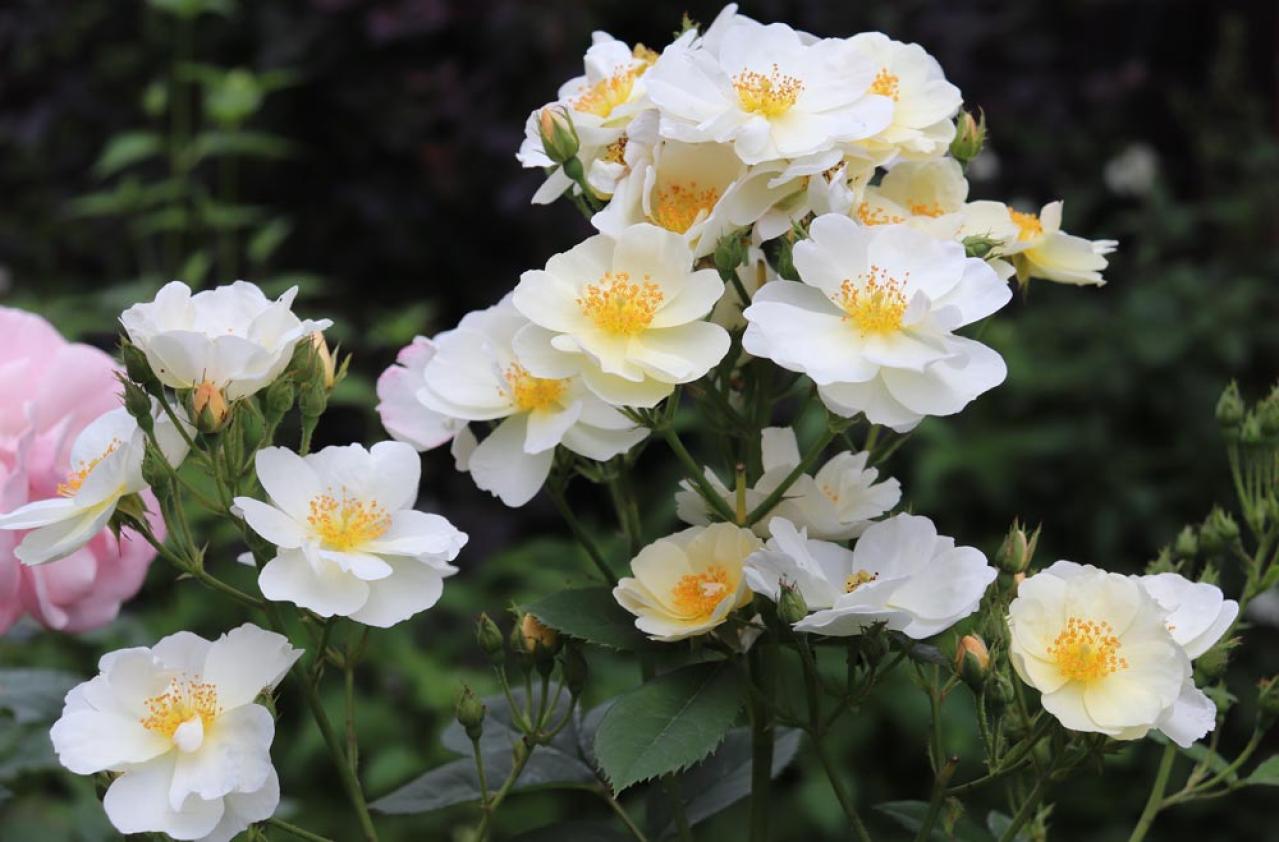 秋バラを美しく長く楽しむコツ。栽培から枝の切り方、室内装飾まで【ガーデニング】（画像6）