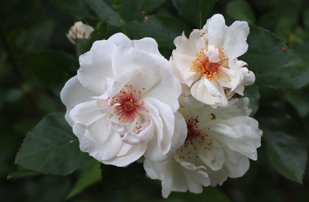 秋バラを美しく長く楽しむコツ。栽培から枝の切り方、室内装飾まで【ガーデニング】（画像5）