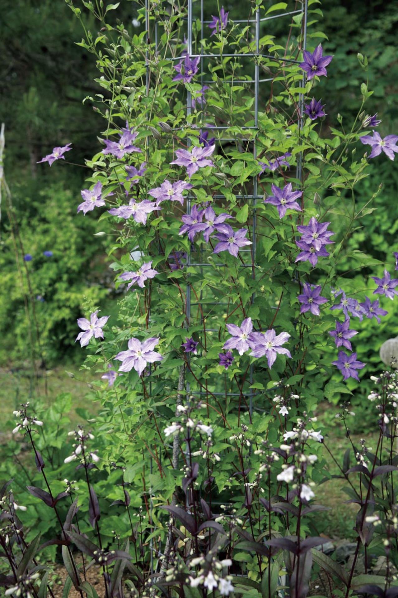 「極小スペースなのにステキ！」目の錯覚テク&便利アイテムで広がるガーデニング計画6選（画像4）