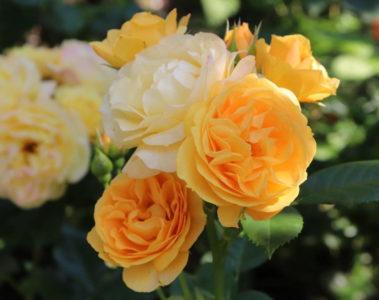 秋バラを美しく長く楽しむコツ。栽培から枝の切り方、室内装飾まで【ガーデニング】（画像3）