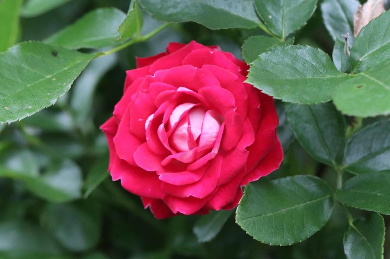 秋バラを美しく長く楽しむコツ。栽培から枝の切り方、室内装飾まで【ガーデニング】（画像4）