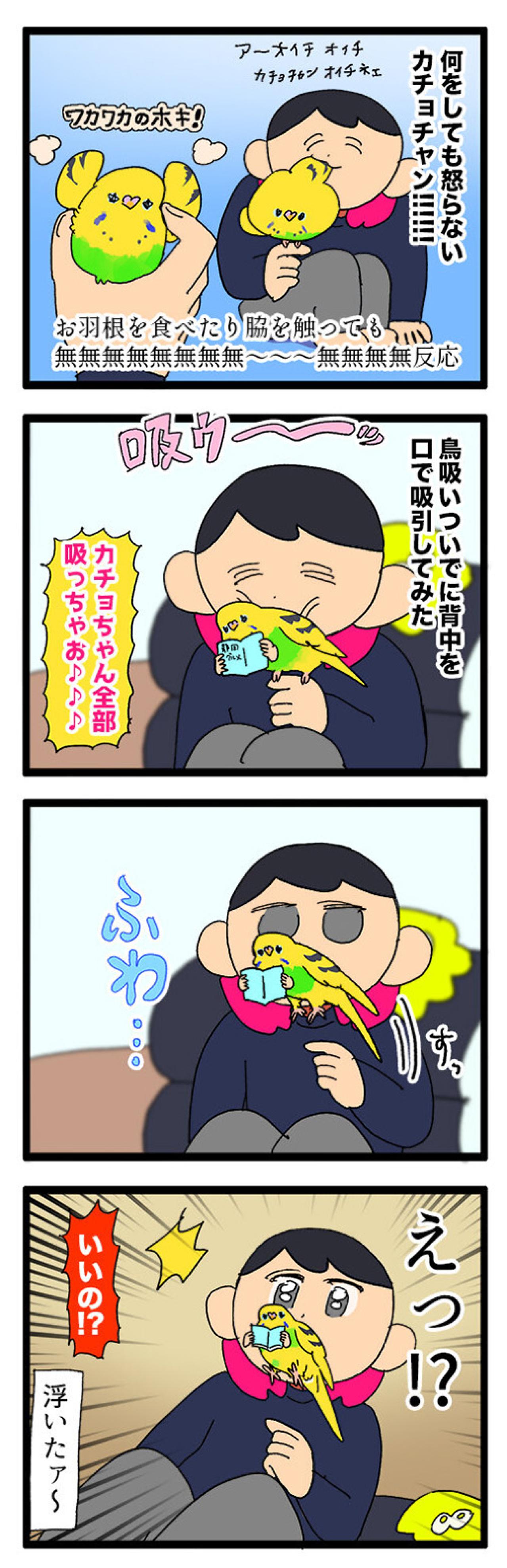 無抵抗すぎるセキセイインコ…もしや飼い主の顔が好き？【鳥マンガ #152】（画像3）