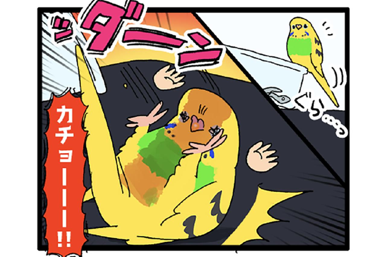 煮干し絶交事件も！？セキセイインコと私の午後【鳥マンガ #151】