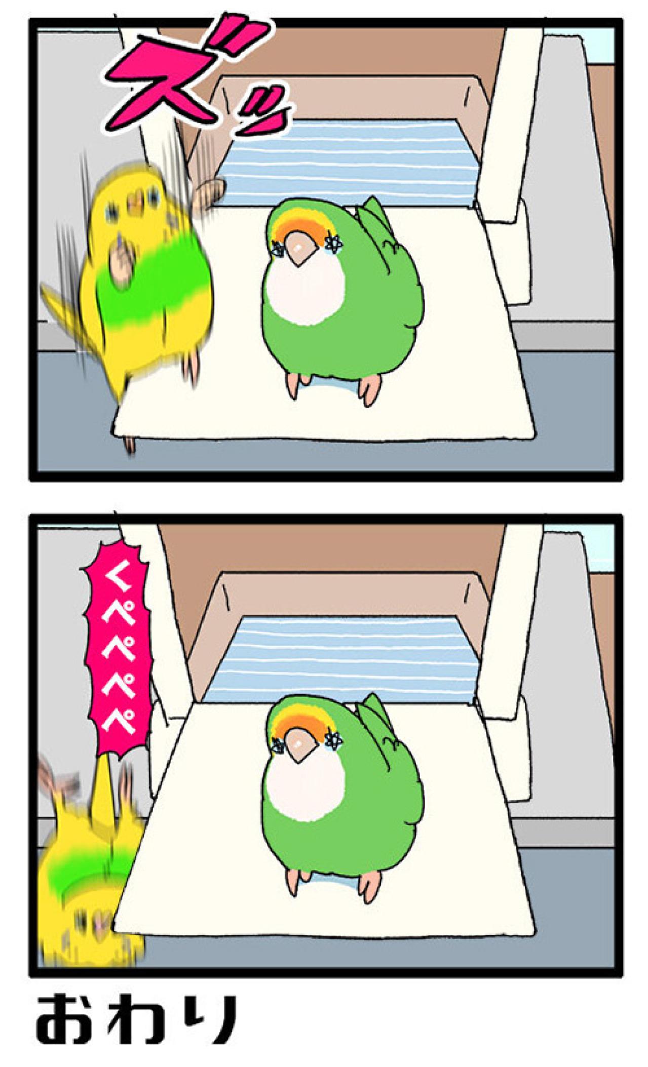 不器用すぎるセキセイインコ。でも失敗は知られたくない？【鳥マンガ #153】（画像5）
