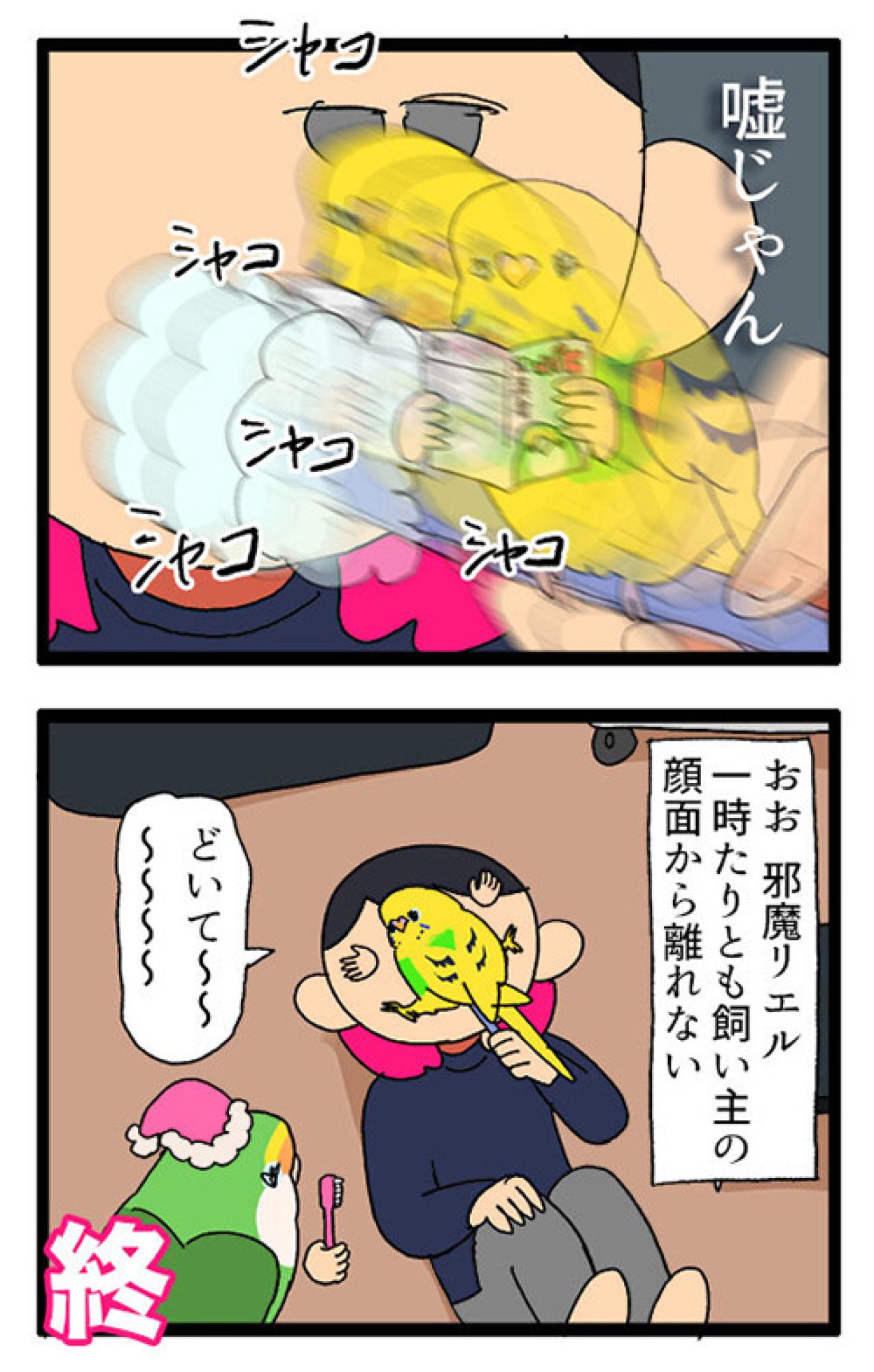 無抵抗すぎるセキセイインコ…もしや飼い主の顔が好き？【鳥マンガ #152】（画像5）