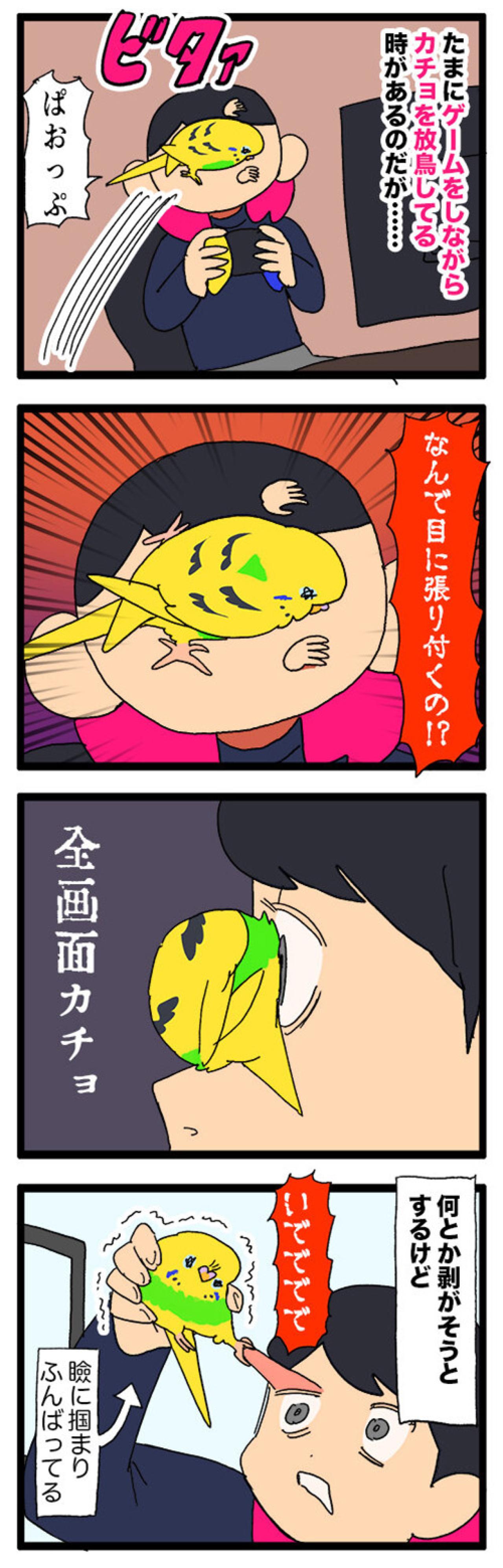 煮干し絶交事件も！？セキセイインコと私の午後【鳥マンガ #151】（画像6）