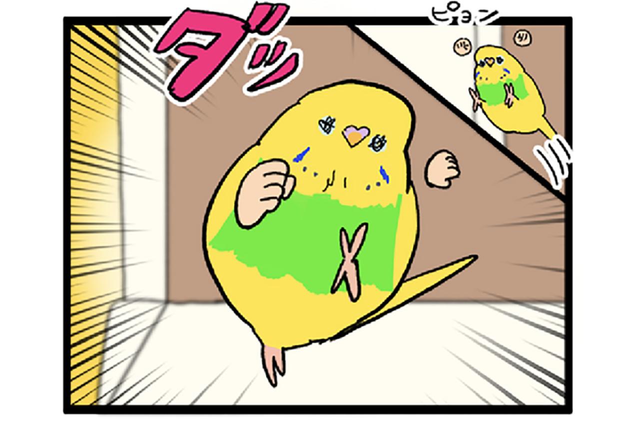 不器用すぎるセキセイインコ。でも失敗は知られたくない？【鳥マンガ #153】