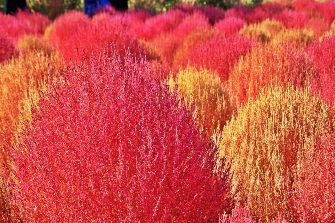 秋色に染まる草花と紅葉する低木［8選］庭やベランダをやさしく彩る【ガーデニング】（画像2）