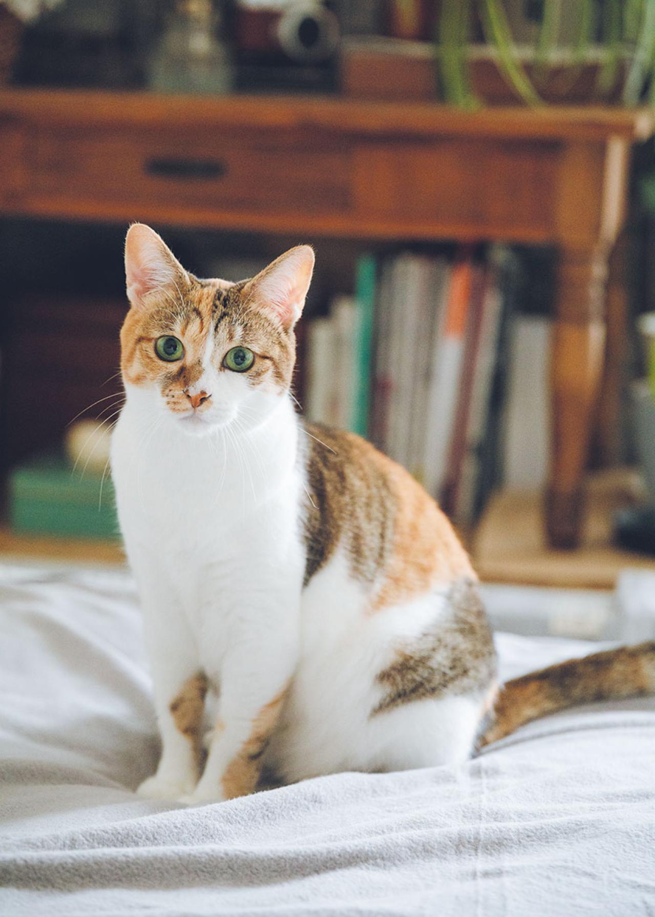 1Kの部屋で60代からの再出発！刺繍と猫とガーデニングで「小さな幸せが見つかる今が最高」（画像7）