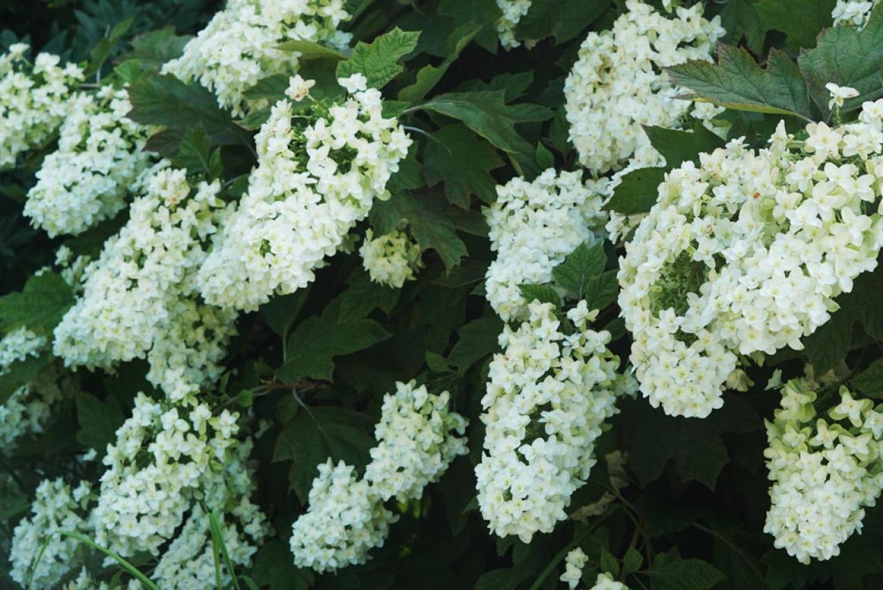 秋色に染まる草花と紅葉する低木［8選］庭やベランダをやさしく彩る【ガーデニング】（画像10）