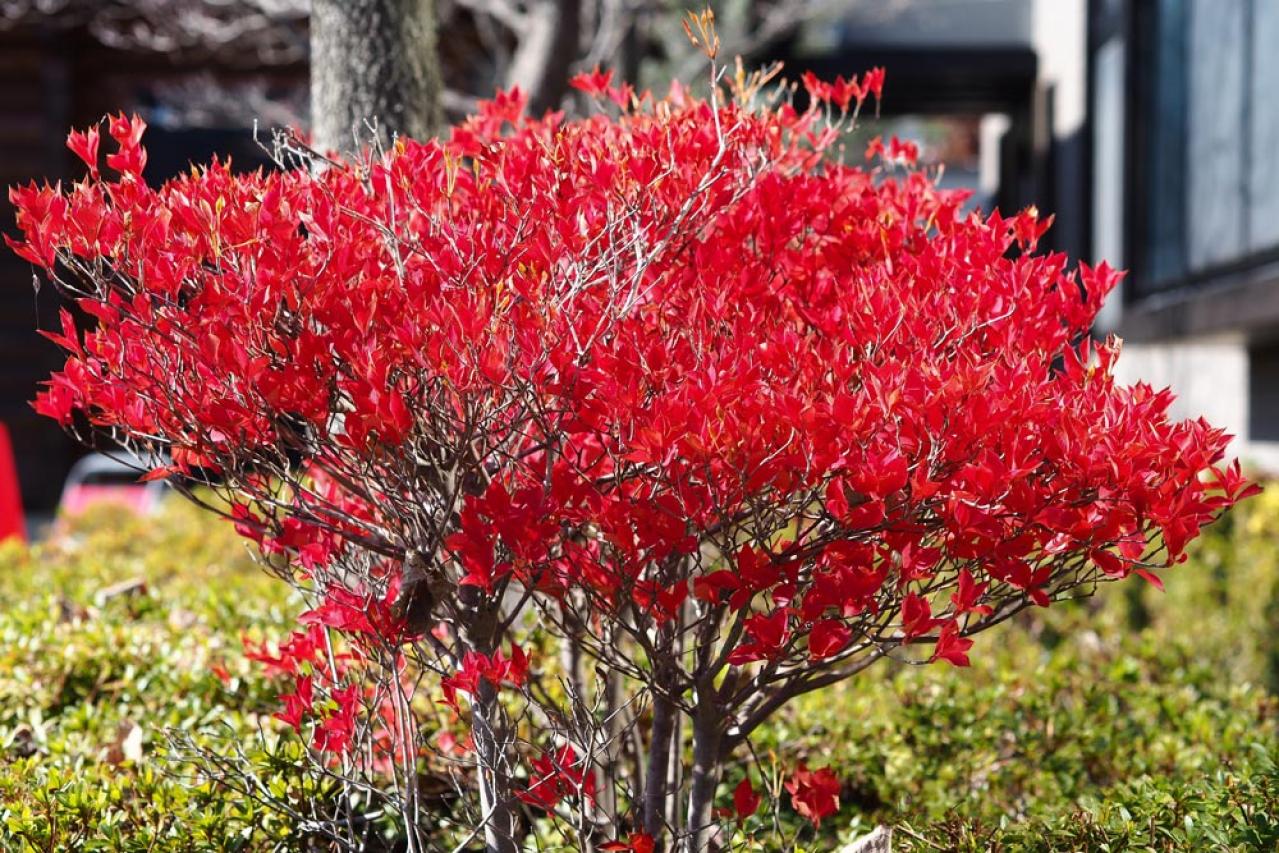 秋色に染まる草花と紅葉する低木［8選］庭やベランダをやさしく彩る【ガーデニング】（画像14）