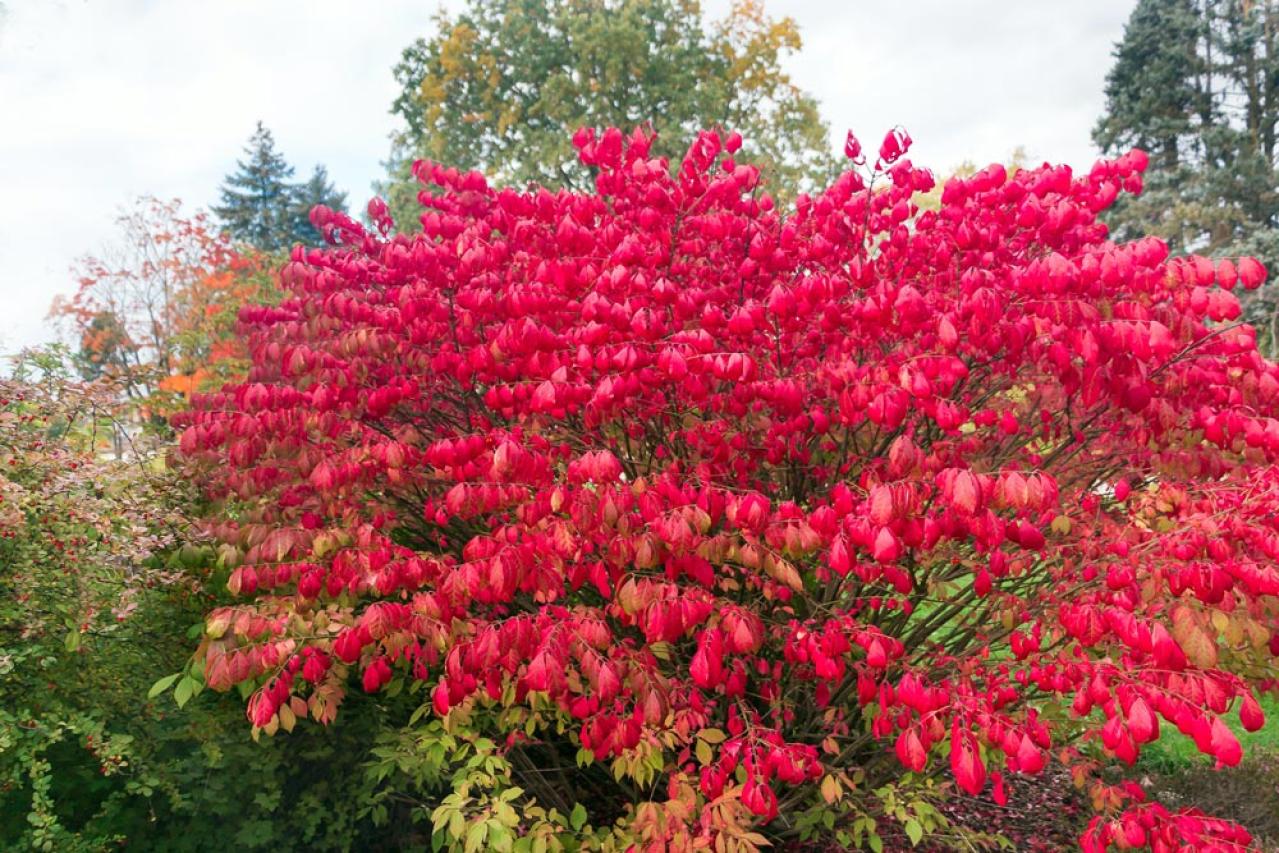 秋色に染まる草花と紅葉する低木［8選］庭やベランダをやさしく彩る【ガーデニング】（画像12）