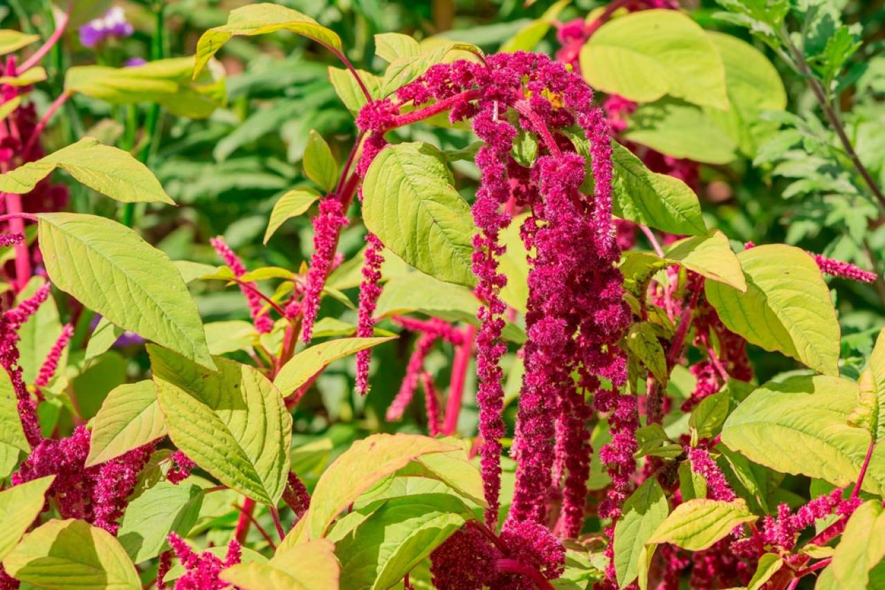 秋色に染まる草花と紅葉する低木［8選］庭やベランダをやさしく彩る【ガーデニング】（画像9）