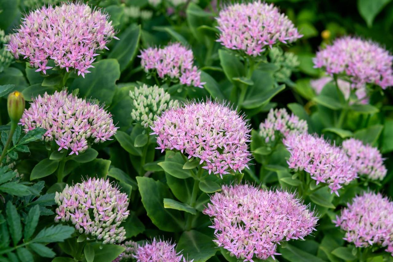 秋色に染まる草花と紅葉する低木［8選］庭やベランダをやさしく彩る【ガーデニング】（画像5）