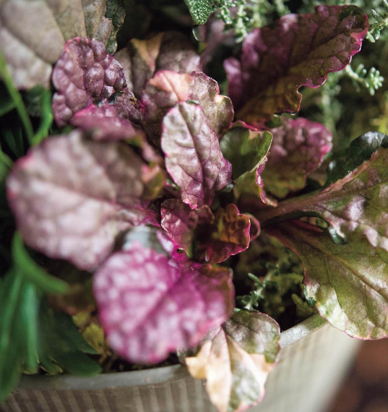  ダーク＆ワインレッドの花が主役の【晩秋の寄せ植え】個性的な花形に注目！（画像7）