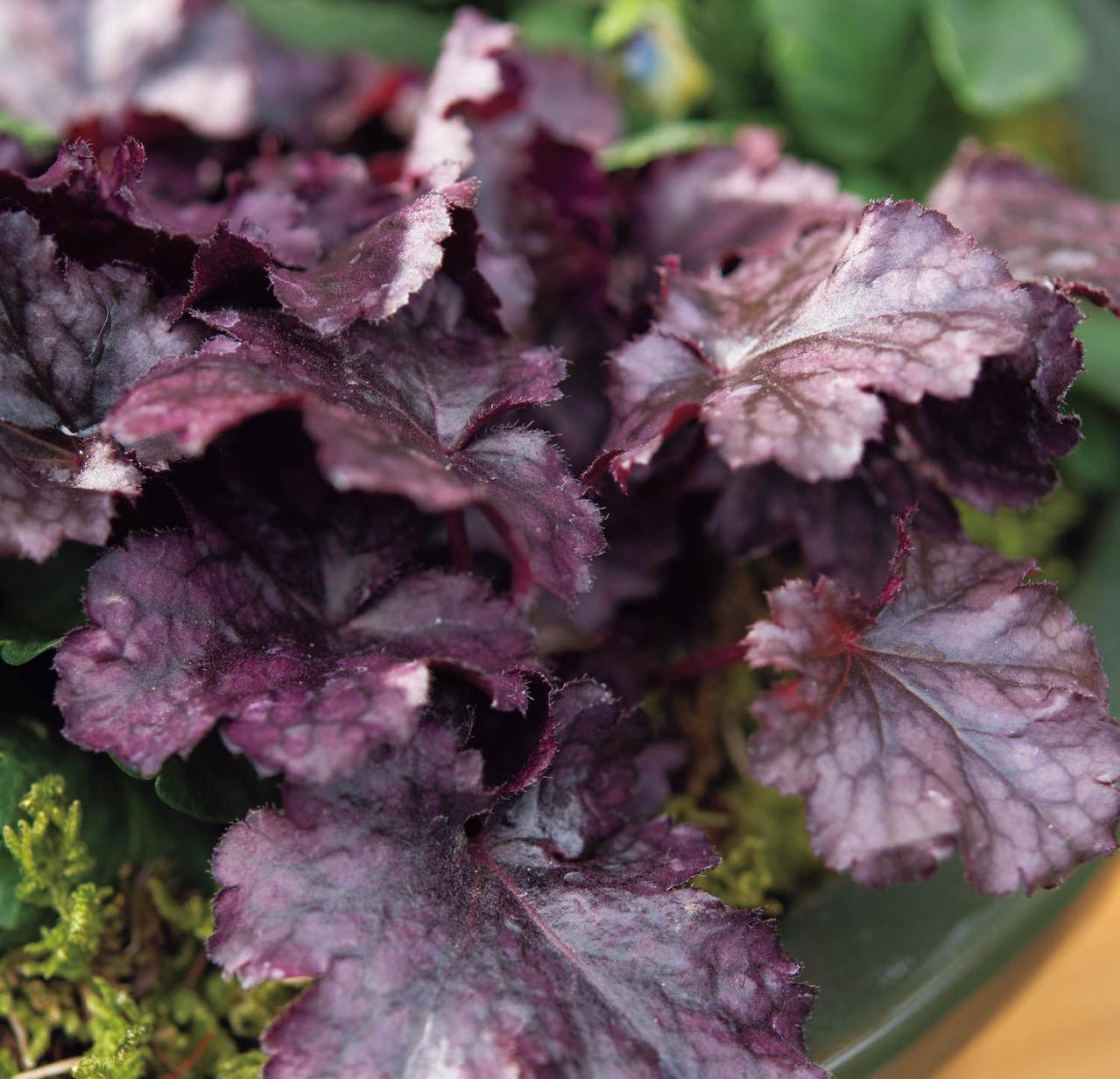  ダーク＆ワインレッドの花が主役の【晩秋の寄せ植え】個性的な花形に注目！（画像6）