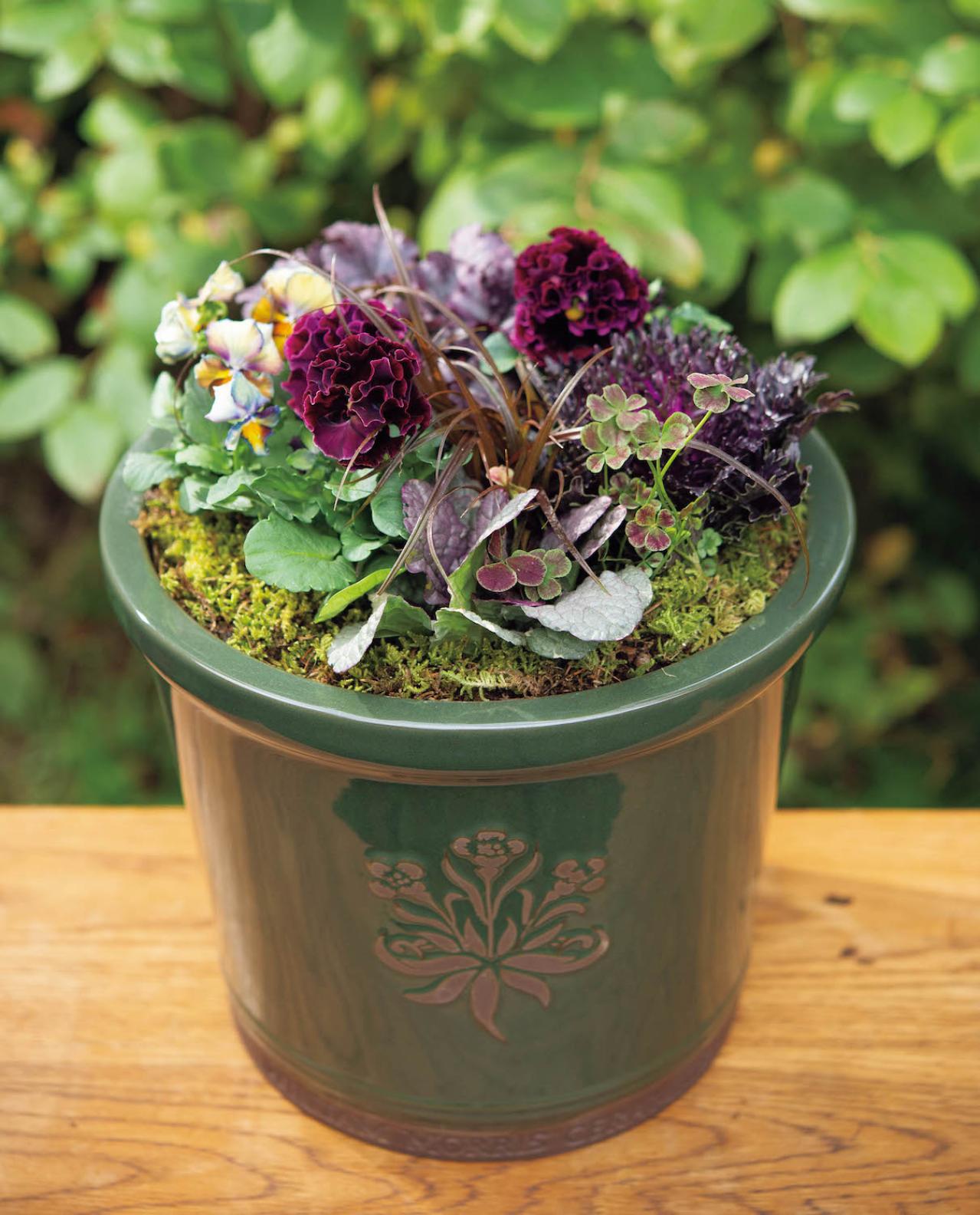  ダーク＆ワインレッドの花が主役の【晩秋の寄せ植え】個性的な花形に注目！（画像3）