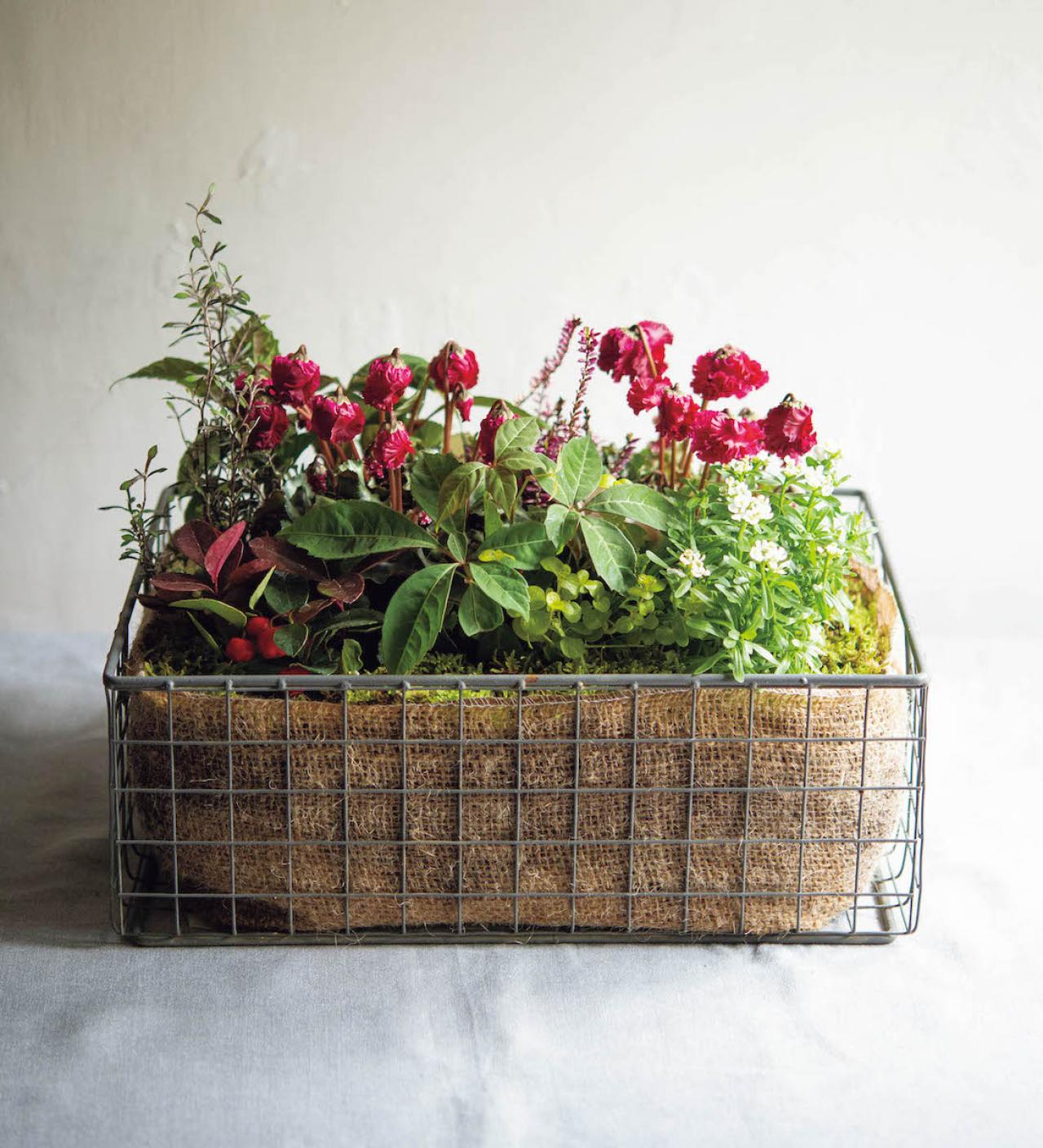  ダーク＆ワインレッドの花が主役の【晩秋の寄せ植え】個性的な花形に注目！（画像8）