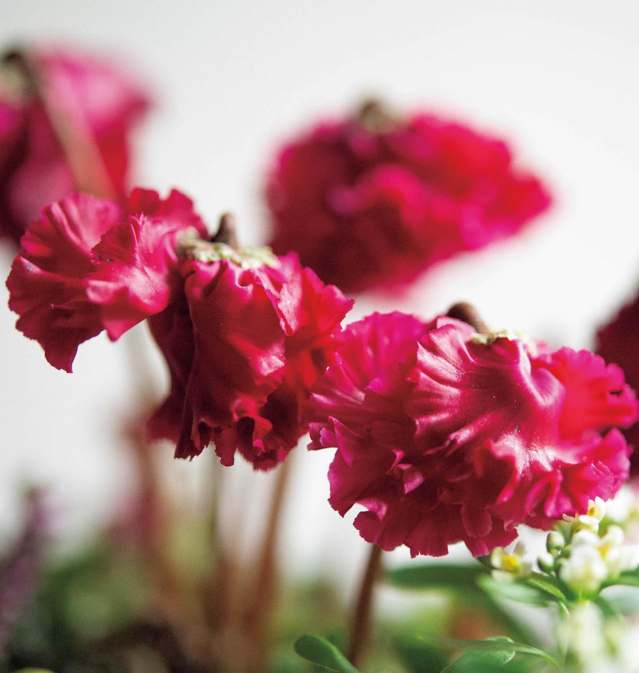  ダーク＆ワインレッドの花が主役の【晩秋の寄せ植え】個性的な花形に注目！（画像9）