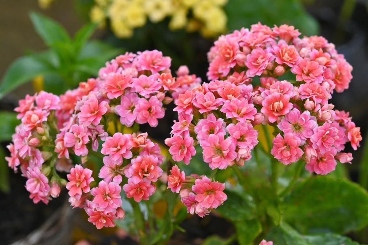 秋から始めるガーデニング：日が短くなると花咲く「短日植物」の育て方とコツ（画像11）