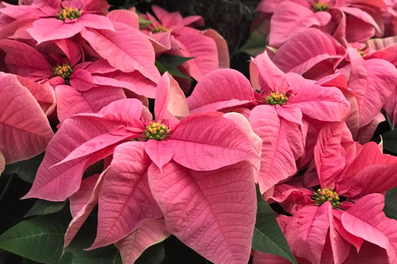 秋から始めるガーデニング：日が短くなると花咲く「短日植物」の育て方とコツ（画像5）