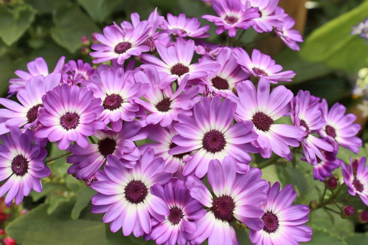 秋から始めるガーデニング：日が短くなると花咲く「短日植物」の育て方とコツ（画像15）