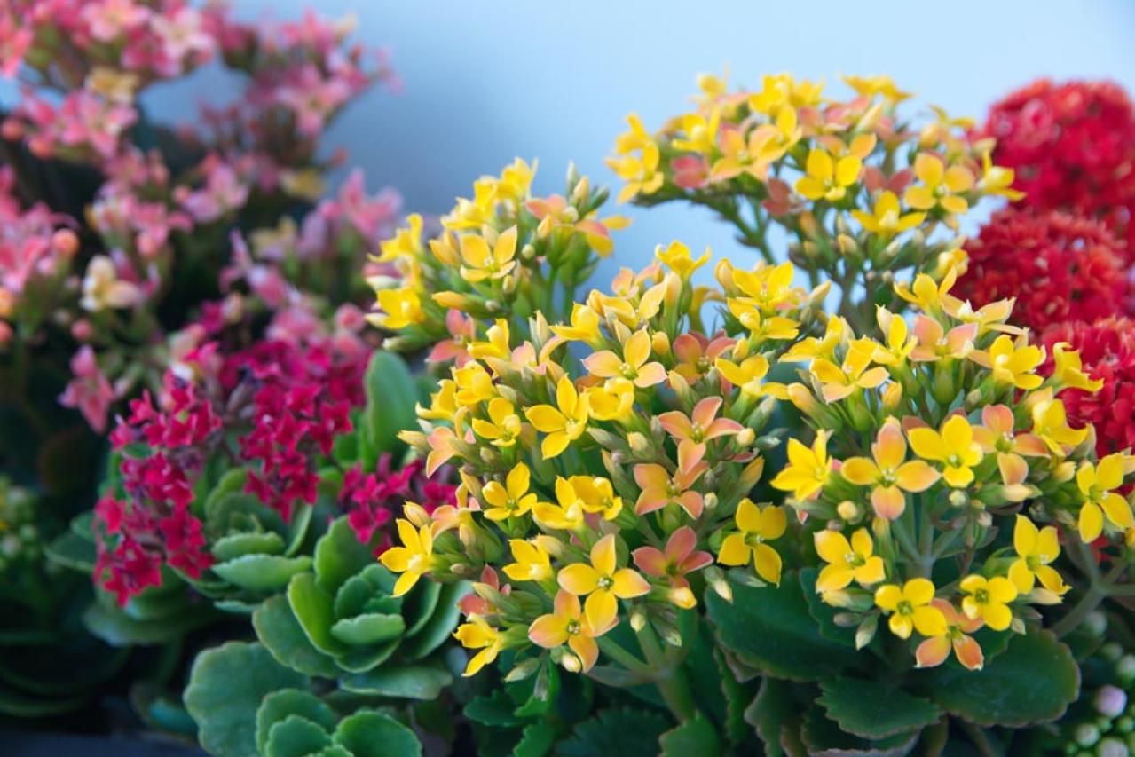 秋から始めるガーデニング：日が短くなると花咲く「短日植物」の育て方とコツ（画像10）