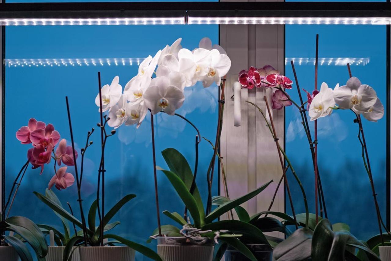 秋から始めるガーデニング：日が短くなると花咲く「短日植物」の育て方とコツ（画像7）