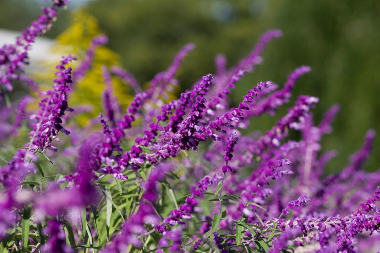 秋から始めるガーデニング：日が短くなると花咲く「短日植物」の育て方とコツ（画像12）