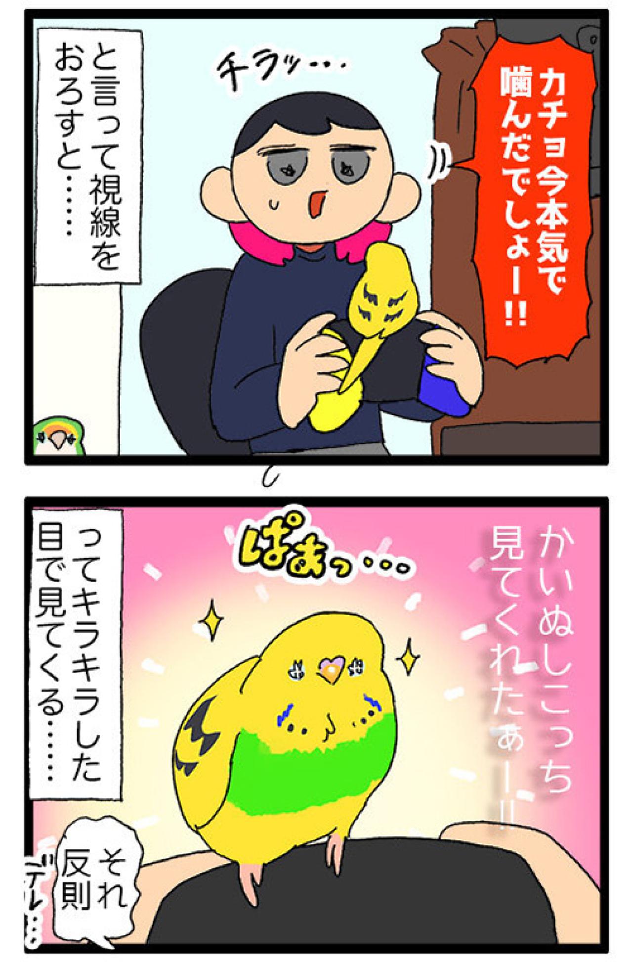 痛くても、うれしくて。飼い主を愛しすぎるセキセイインコの天使カチョ【鳥マンガ #155】（画像5）