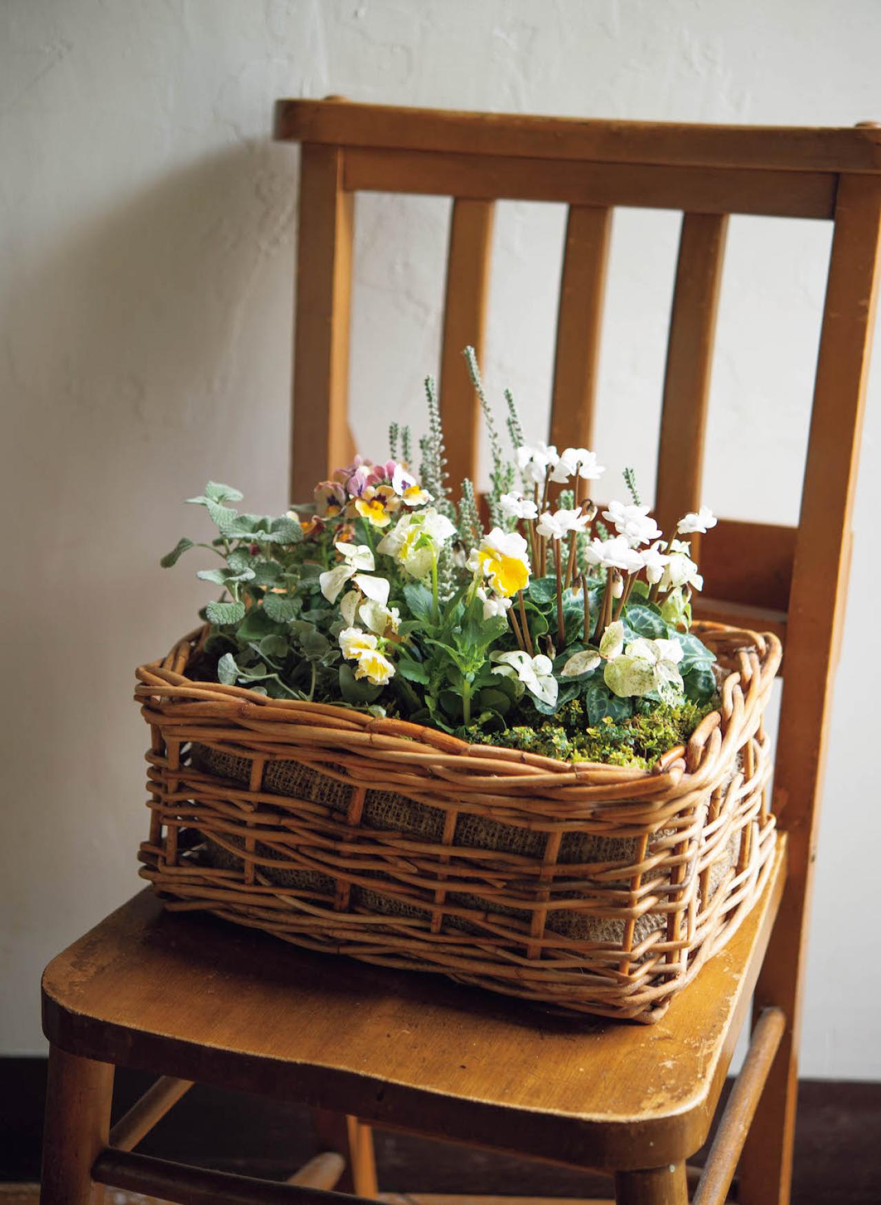 やさしい色合いのビオラ、ガーデンシクラメンで作る【晩秋の寄せ植え】（画像3）