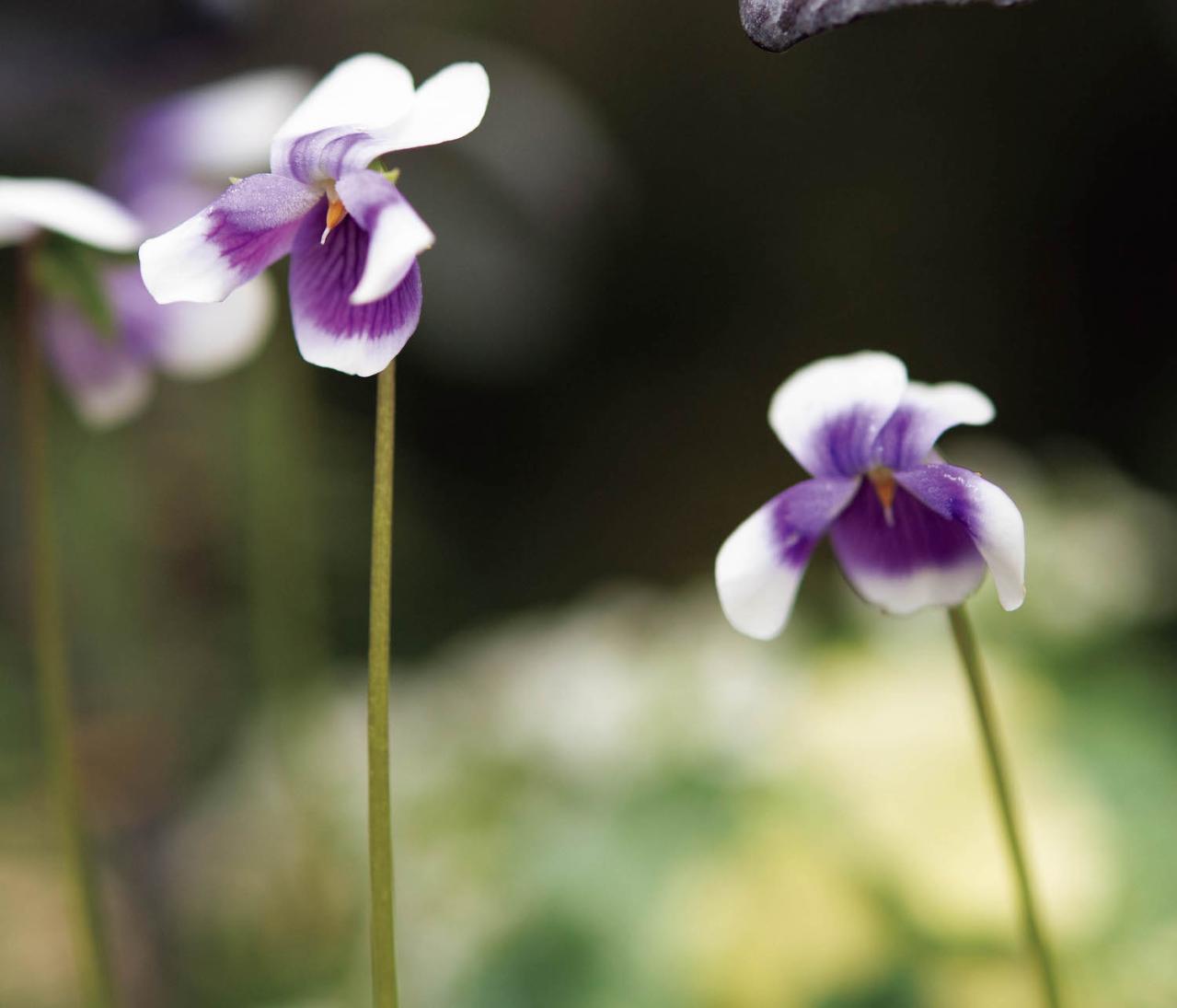 ナチュラルな印象の【晩秋の寄せ植え】野原に咲く花の風景を小さな器の中に再現！（画像7）