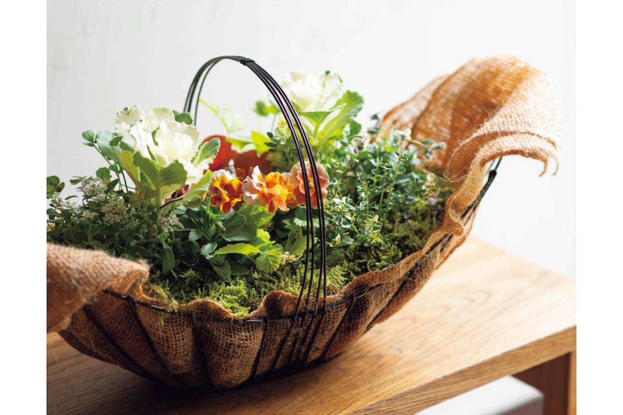 やさしい色合いのビオラ、ガーデンシクラメンで作る【晩秋の寄せ植え】