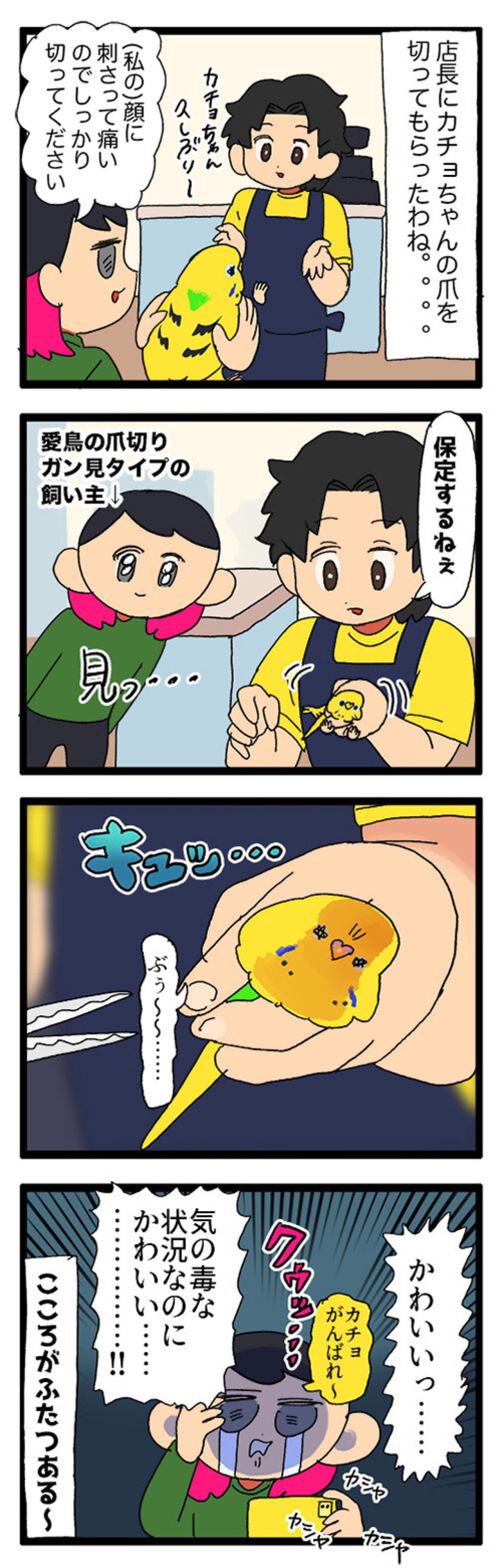 気の毒だけどかわいすぎる！セキセイインコのエピソード2選【鳥マンガ #154】（画像6）