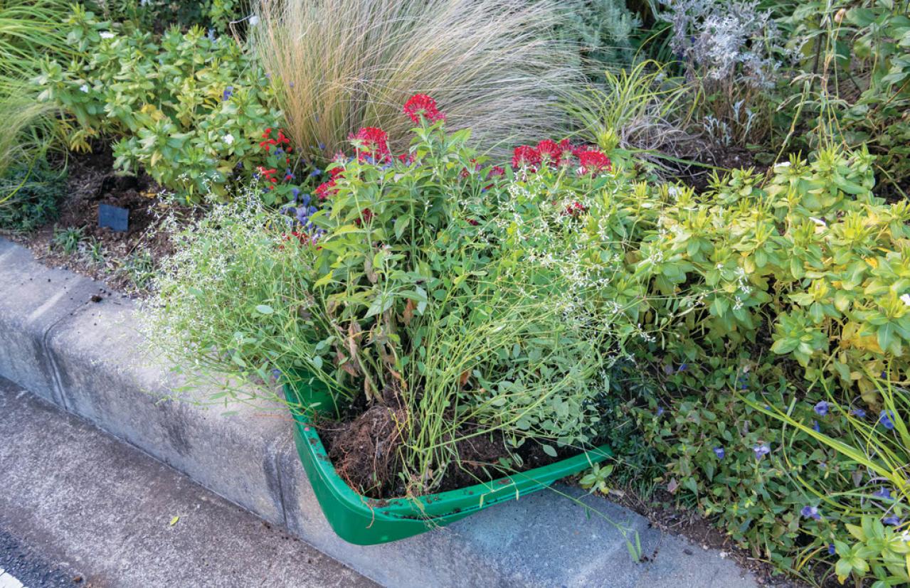 無農薬＆エコ！【街のボランティア花壇】晩秋の植えかえ作業を徹底レポート（画像7）