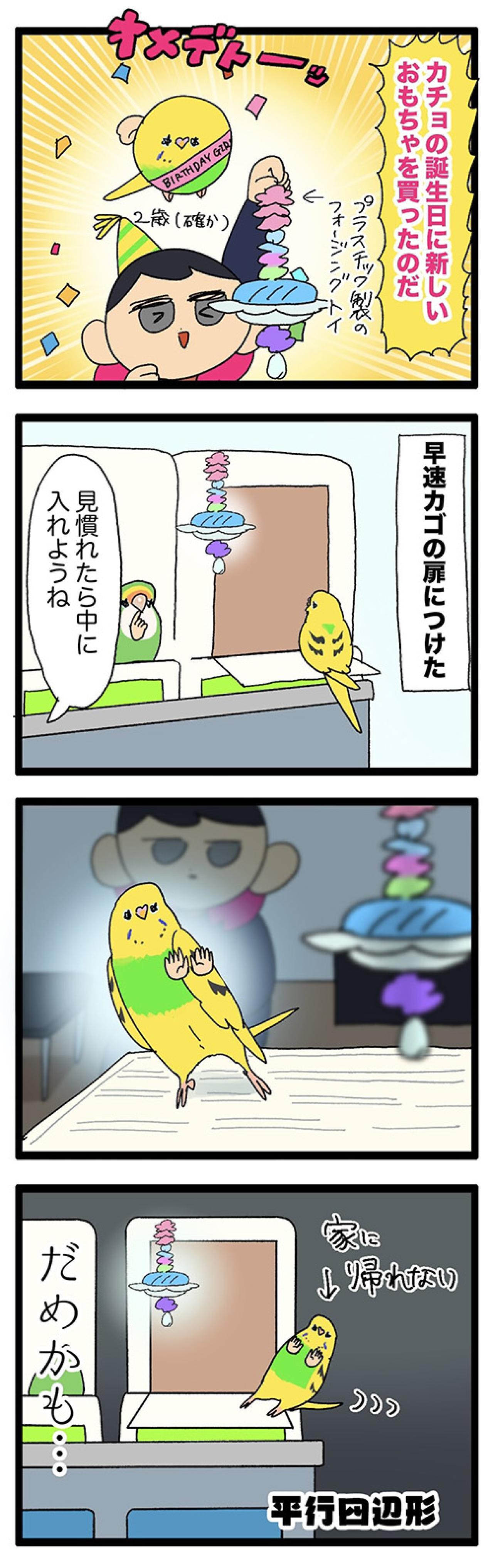 気の毒だけどかわいすぎる！セキセイインコのエピソード2選【鳥マンガ #154】（画像4）