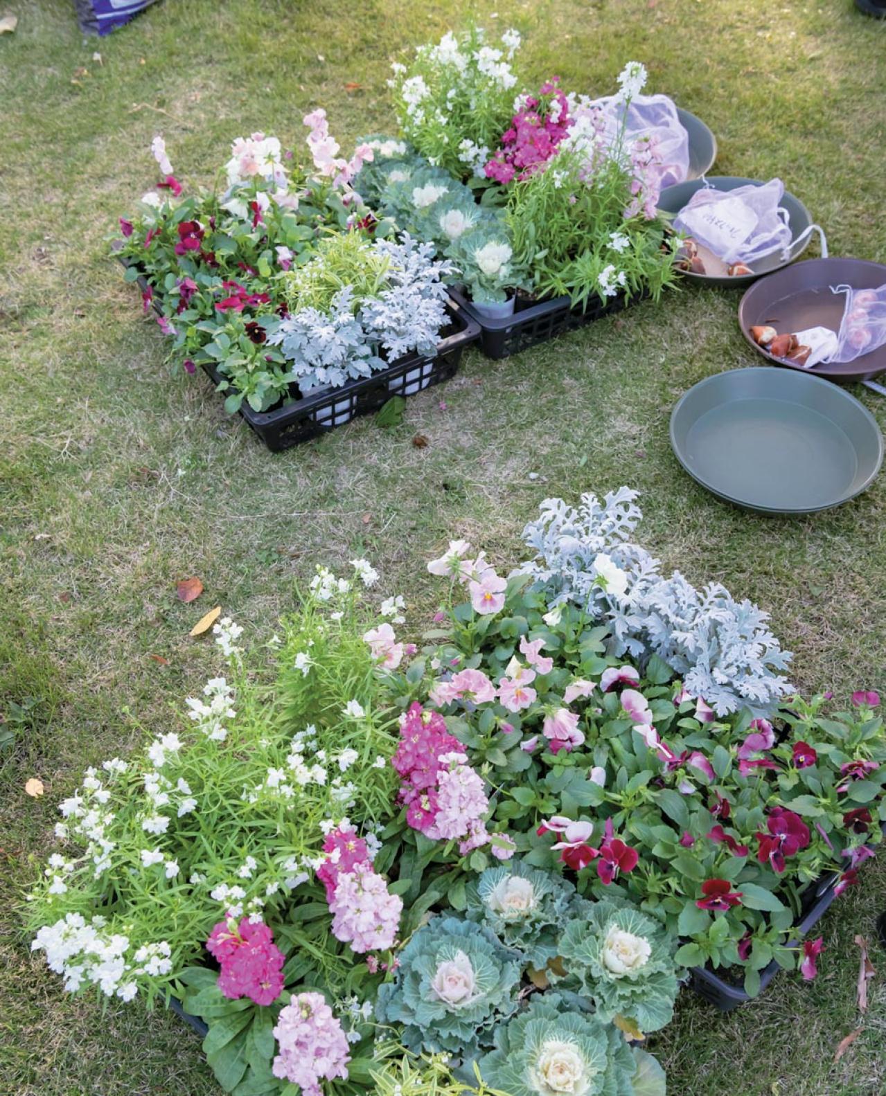 地域を彩る【ボランティア花壇】とは？調布市「ちょうふ花未来くらぶ」の取り組みを紹介（画像6）