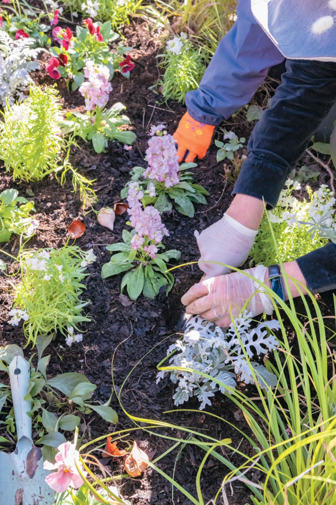 無農薬＆エコ！【街のボランティア花壇】晩秋の植えかえ作業を徹底レポート（画像14）