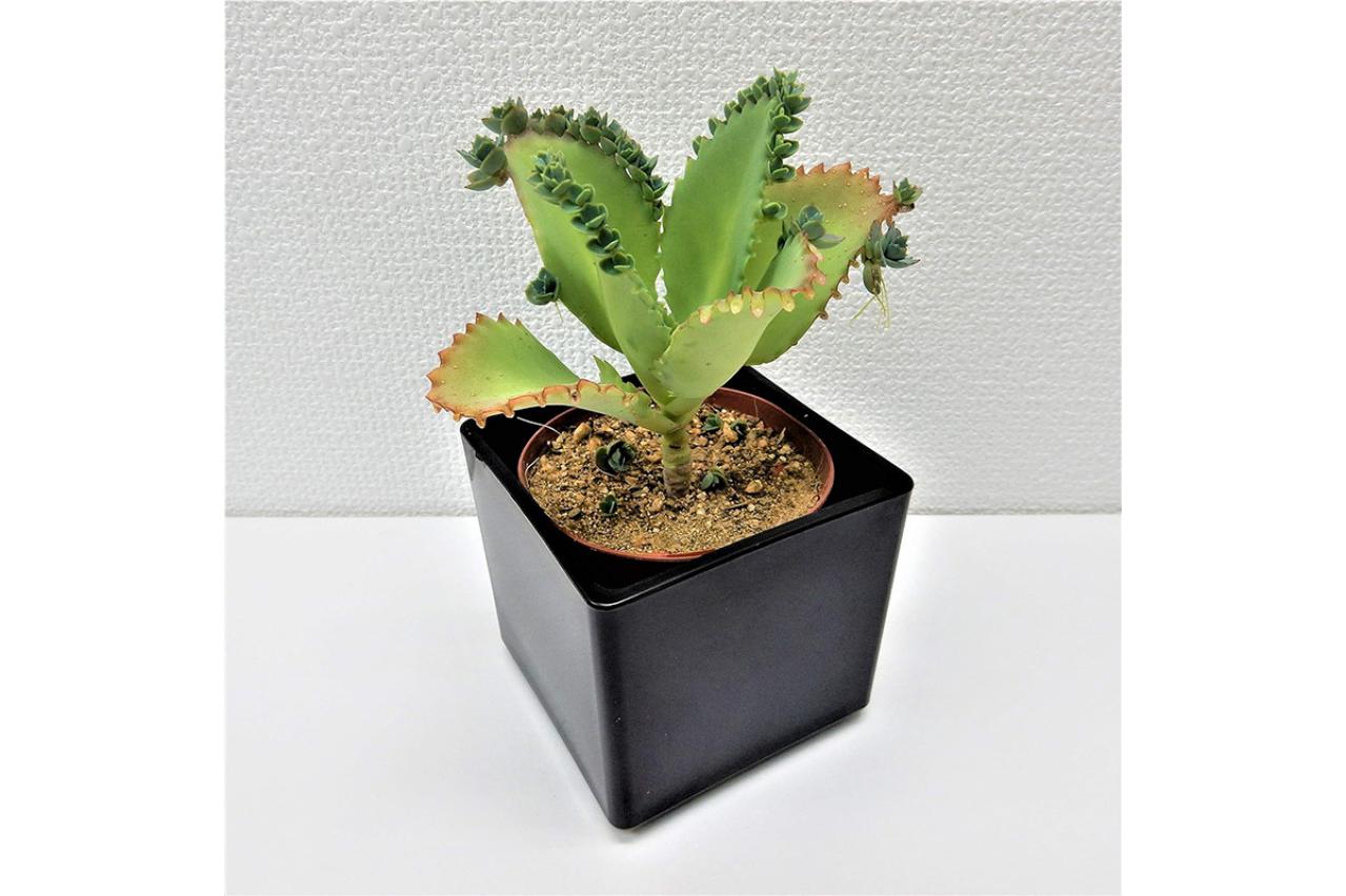 【最大20％OFF】ゆうゆうtime編集部おすすめのかわいい植木鉢や観葉植物がAmazonタイムセールに登場！