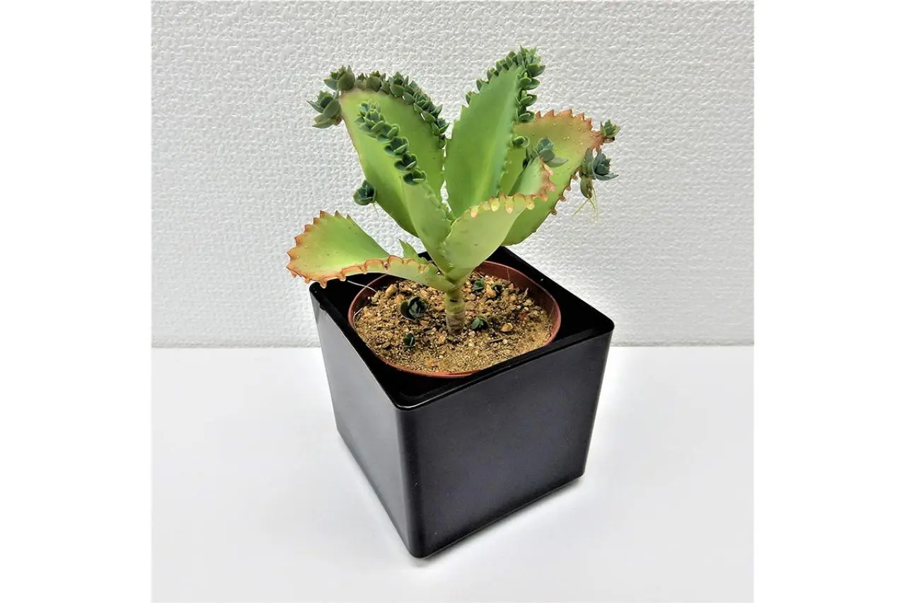最大20％OFF】ゆうゆうtime編集部おすすめのかわいい植木鉢や観葉植物