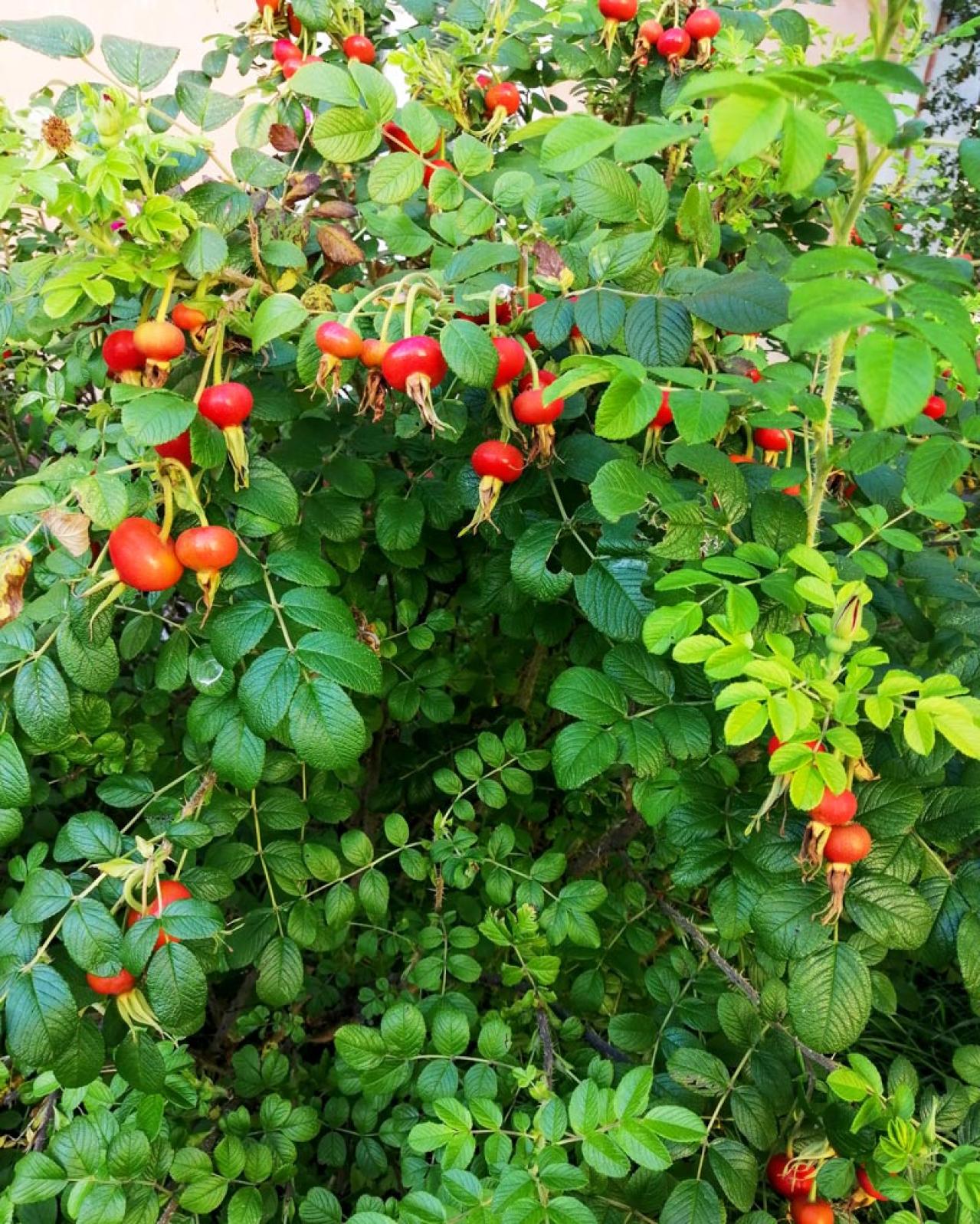 花が美しいだけじゃない！ローズヒップも楽しめるバラの種類と育て方のコツ【ガーデニング】（画像4）