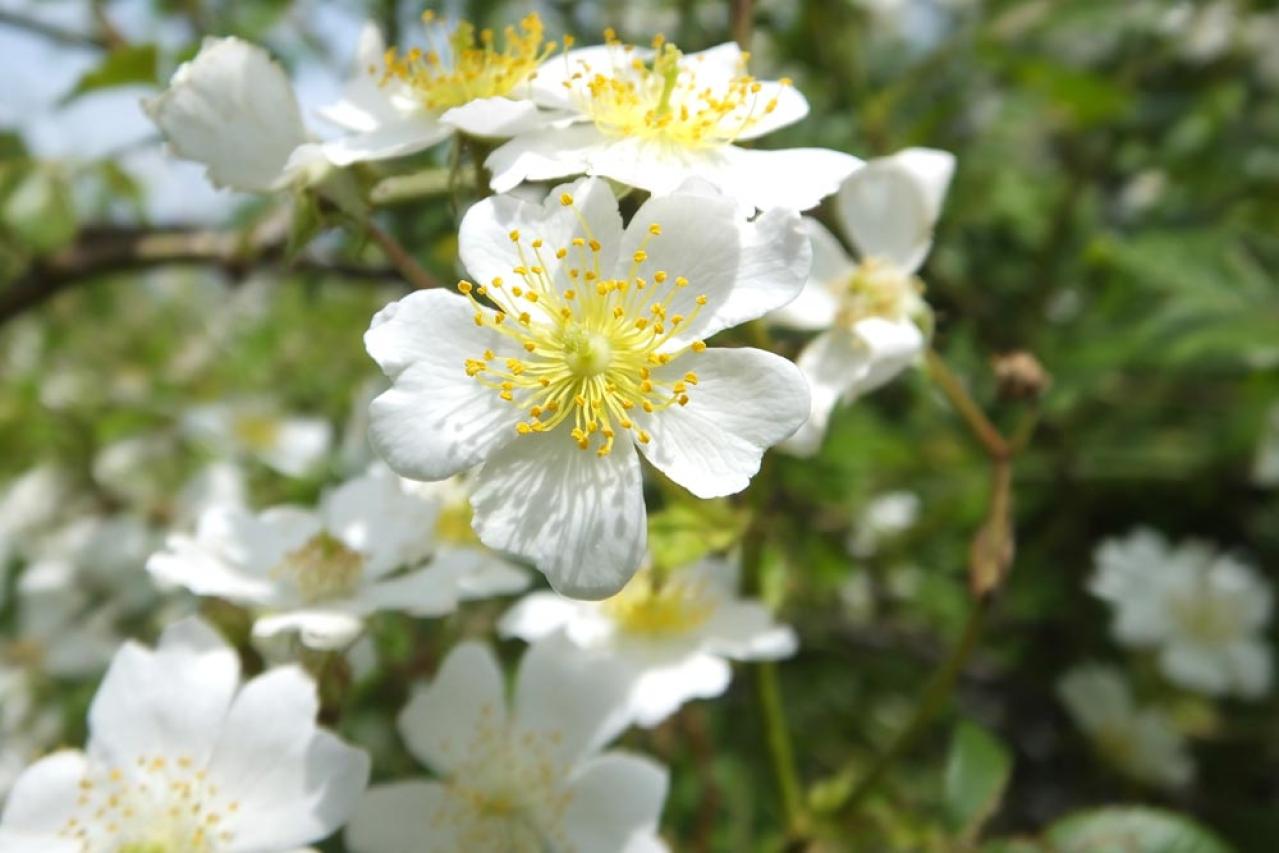 花が美しいだけじゃない！ローズヒップも楽しめるバラの種類と育て方のコツ【ガーデニング】（画像5）